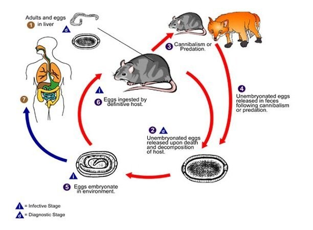 Leptospirosis