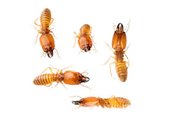 Pest Control Services for Storage